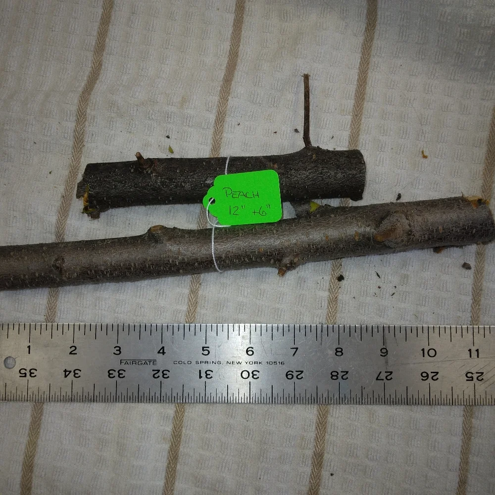 Peach Tree Branches for Crafting Isopods Reptiles Terarrium Jararrium Vivarium